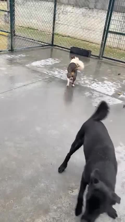 Mixed Breed dogs for adoption: Dorrie, 5 years approx. Available for adoption. - Video 2