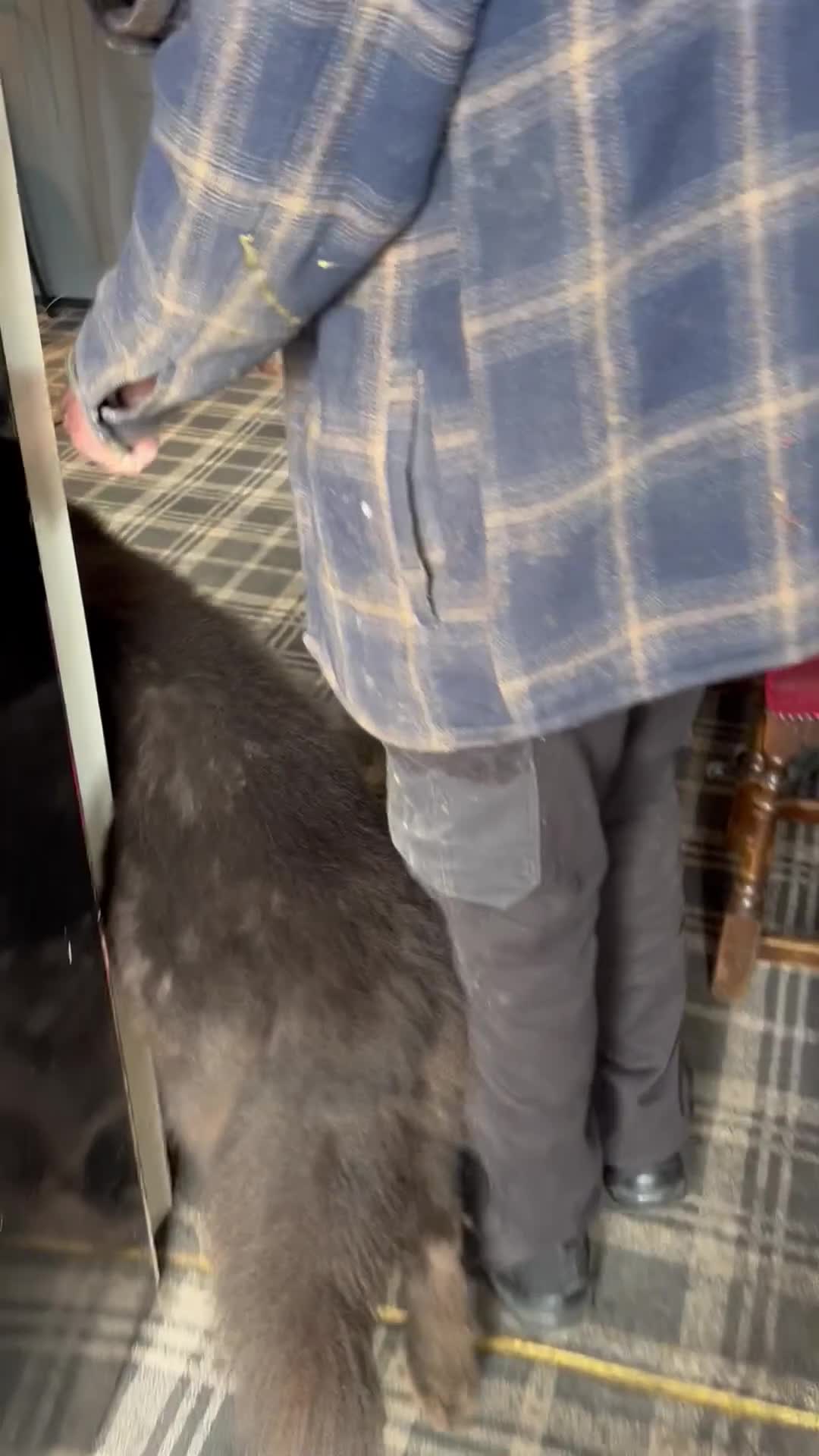 German Shepherd dogs for sale: German shepherd  - Video 2