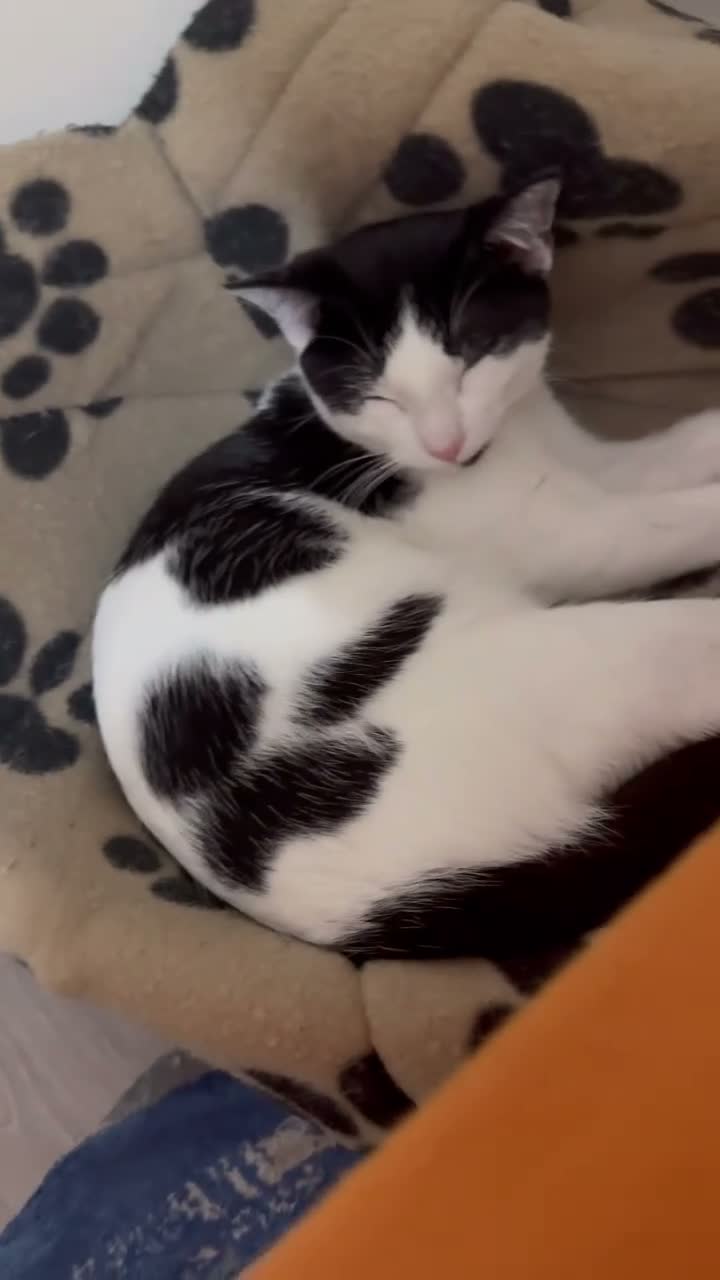 Domestic Shorthair cats for sale: Rani  in Hounslow - Video 1