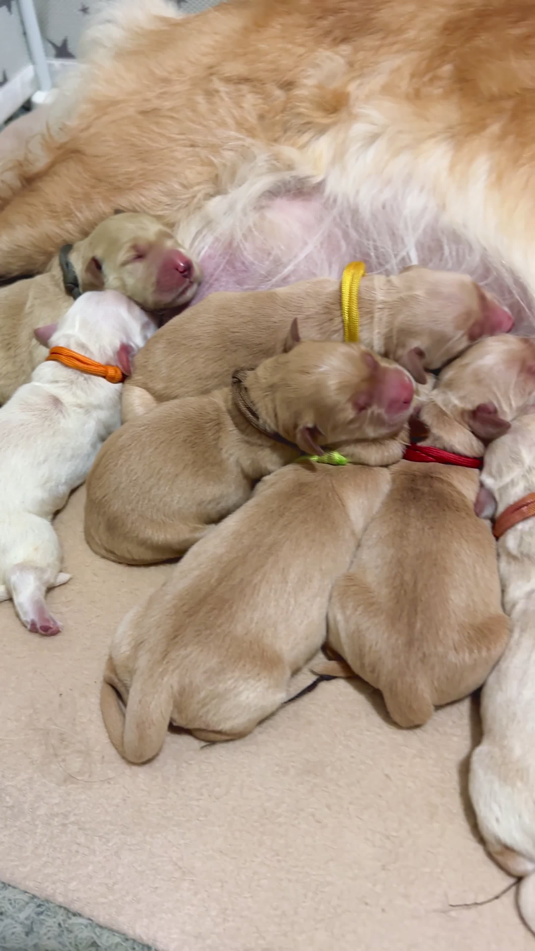 Golden Retriever dogs for sale: 🤍🧸 last puppy girl looking for her forever home - Video 1