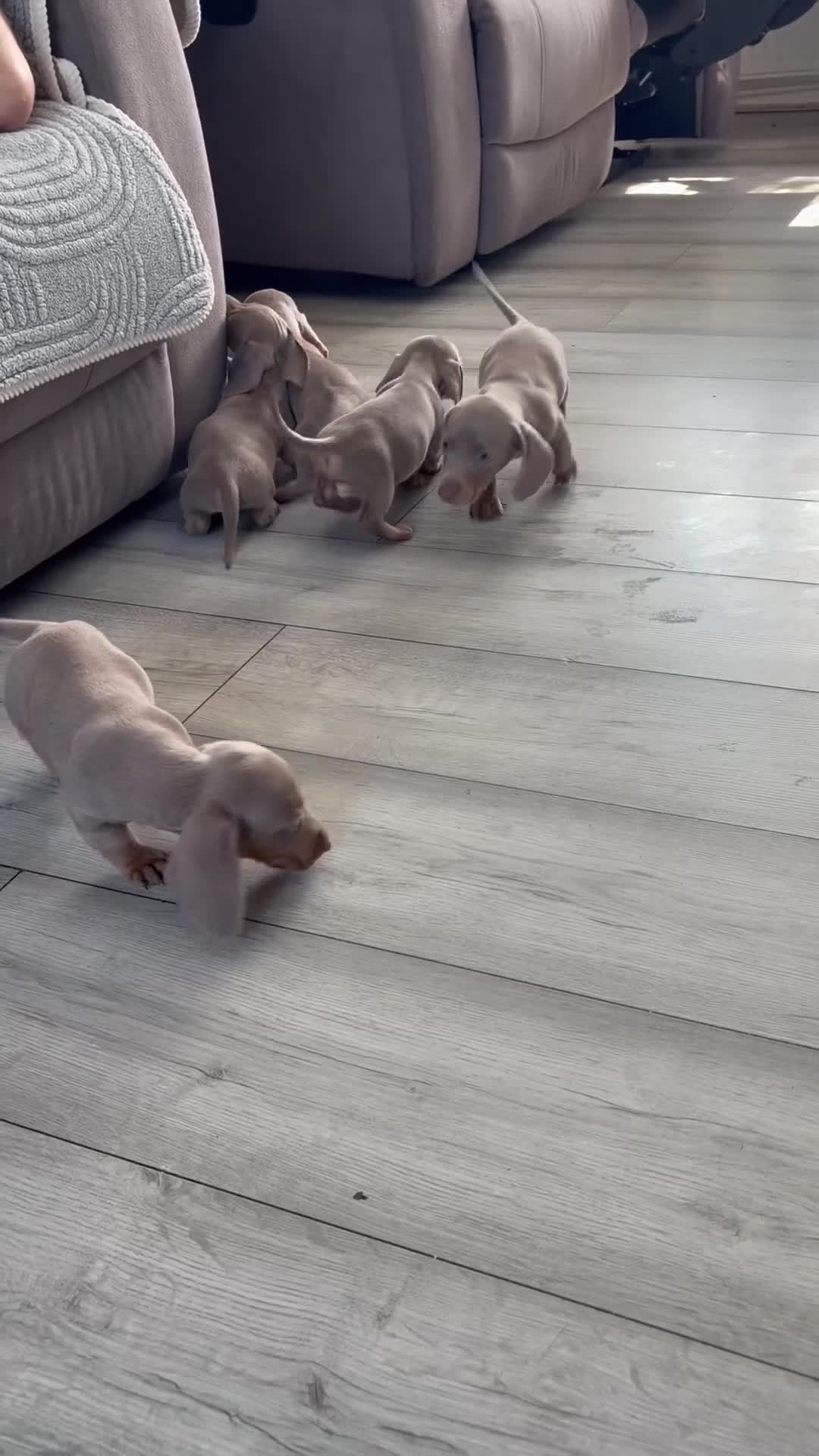 Dachshund dogs for sale: Isabella tan dachshunds  2 males left - Video 2