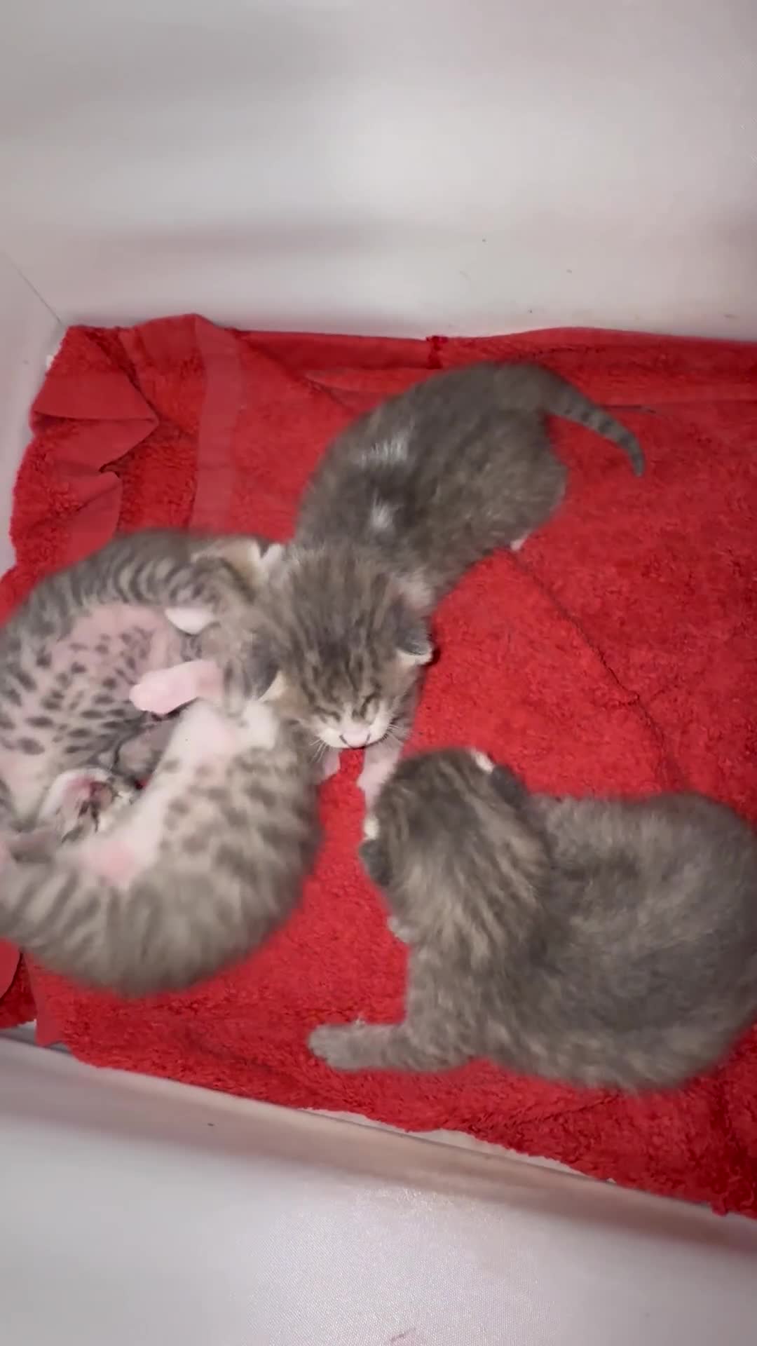 Mixed Breed cats for sale: Cute 🥰 kittens 🐈‍⬛  - Video 1