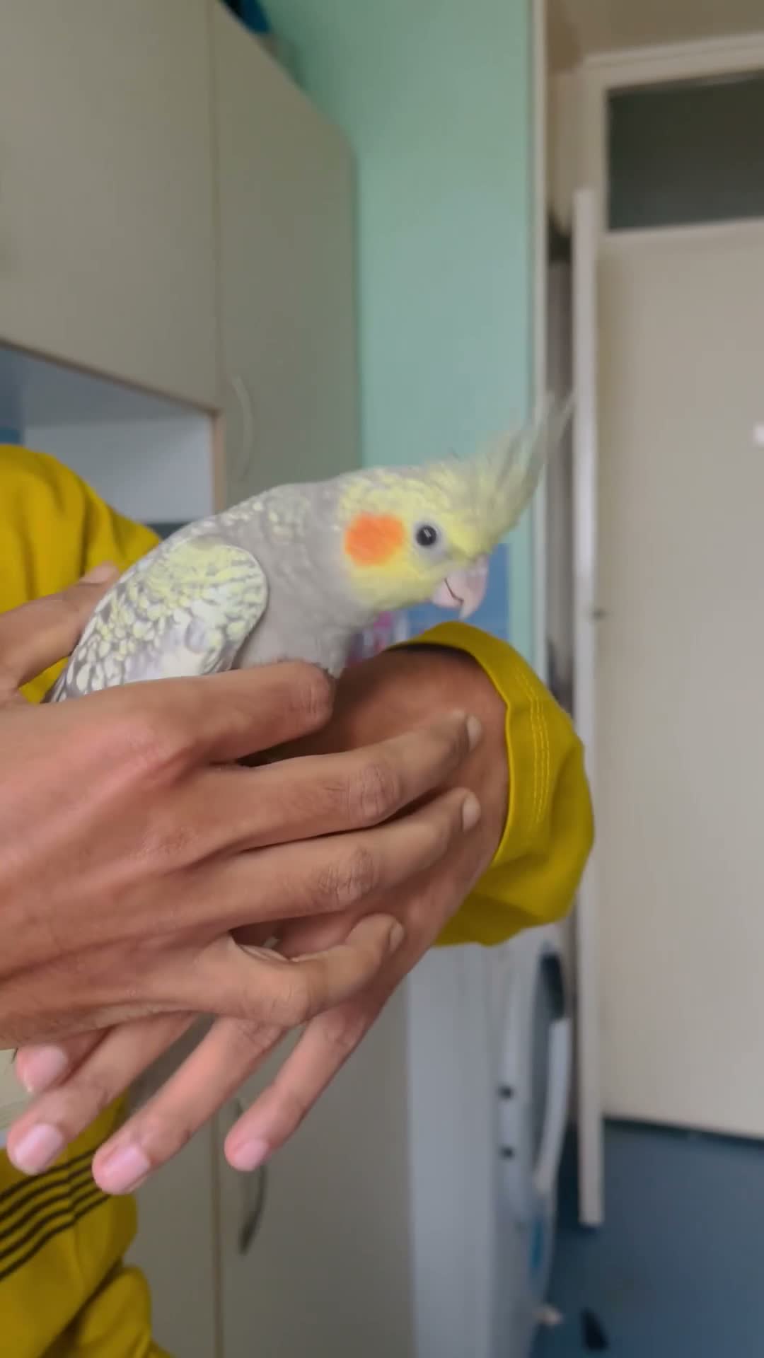 Cockatiels birds for sale: Hand Tamed/Untamed Beautiful Cockatiels available - Video 1