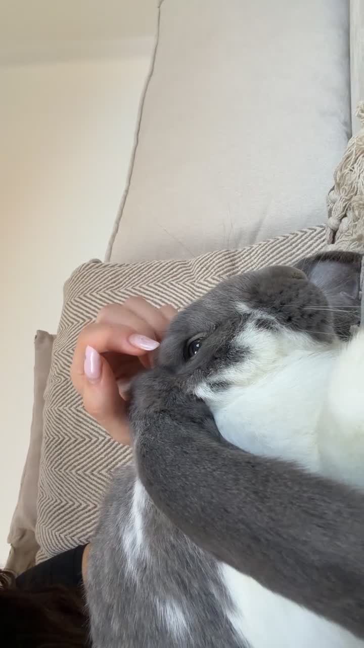 French Lop rabbits for sale: 2 French Lop Female Bunnies (sisters) in Guisborough - Video 1