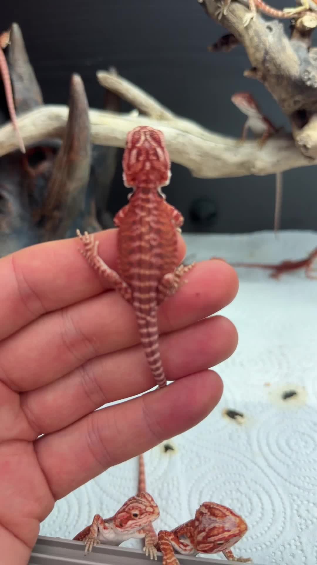 Bearded Dragon reptiles for sale: Super red and Gstripe Baby Breaded dragons - Video 1