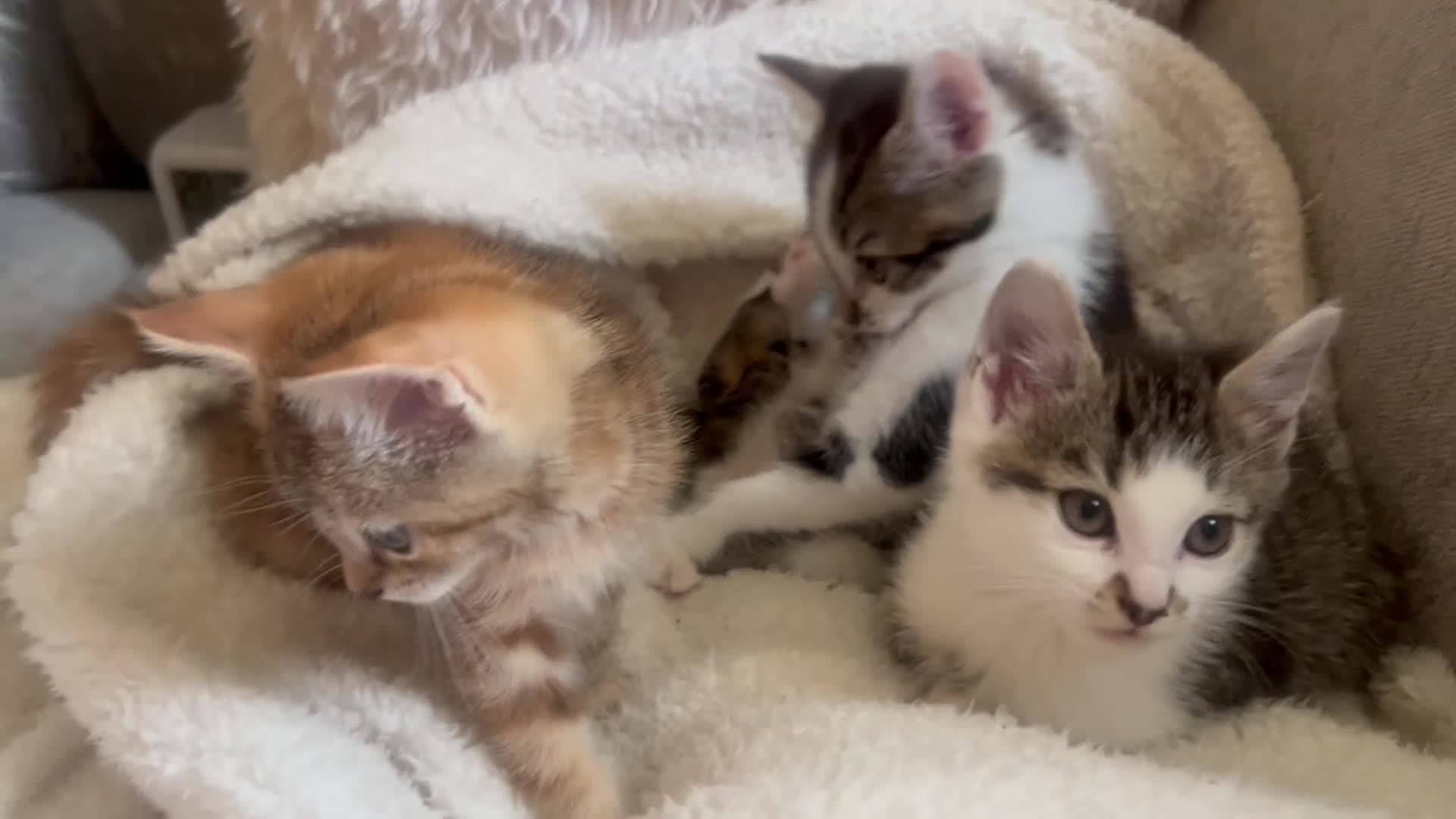 Mixed Breed cats for sale: Kittens ready to go 9 weeks old  in Nuneaton - Video 1