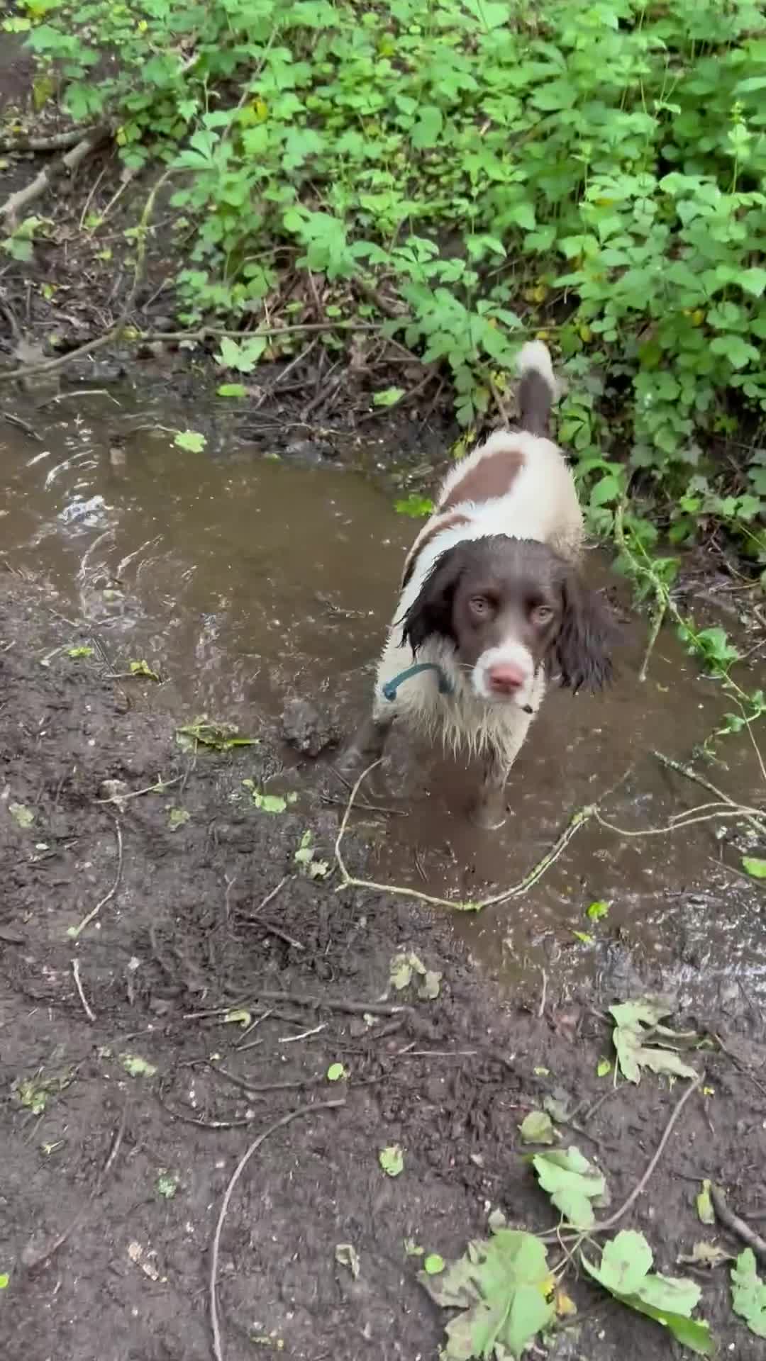 English Springer Spaniel dogs for sale: Genuine reason for sale Male ESS  in Wolverhampton - Video 1