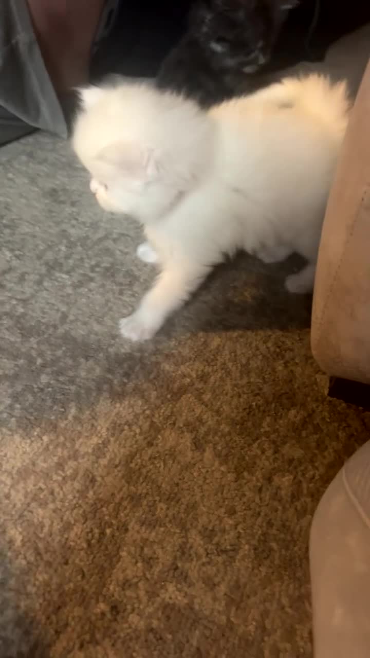 Maine Coon cats for sale: Maine coon kittens for sale  - Video 5