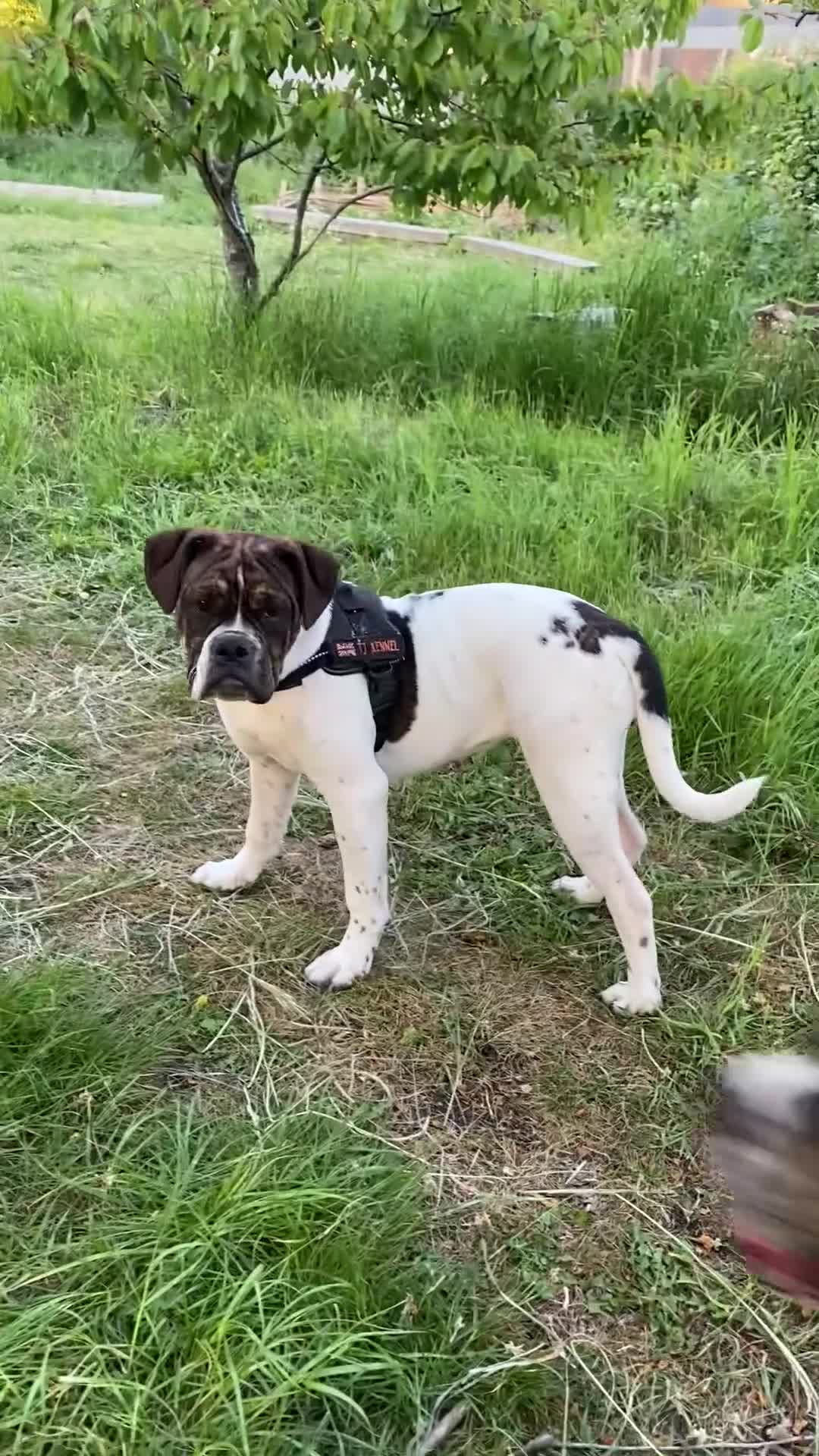 Alapaha Blue Blood Bulldog dogs for sale: Female pup. Ready now in Cambridge - Video 1