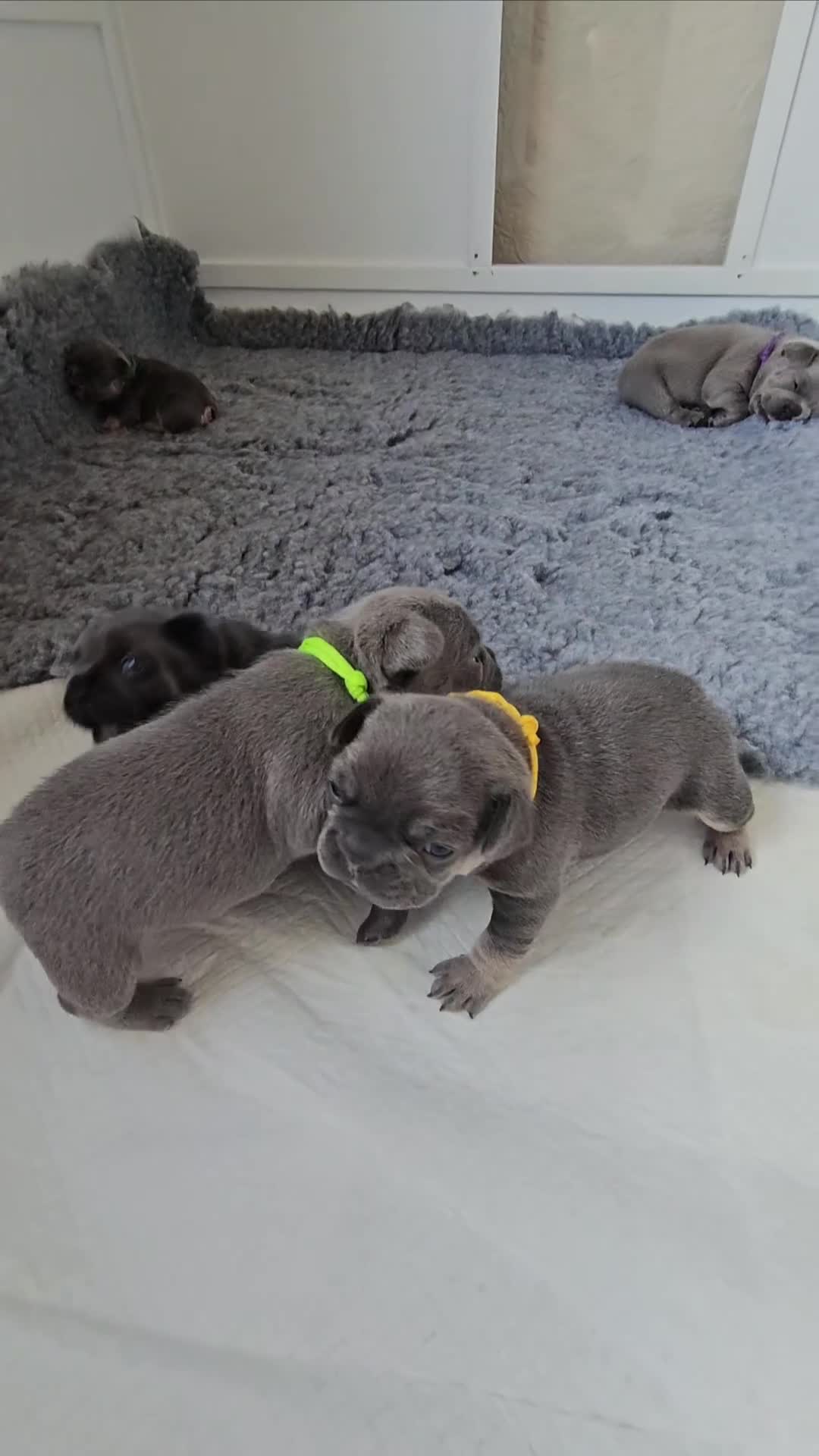 French Bulldog dogs for sale: Exceptional KC French Bulldog Puppies - Video 2