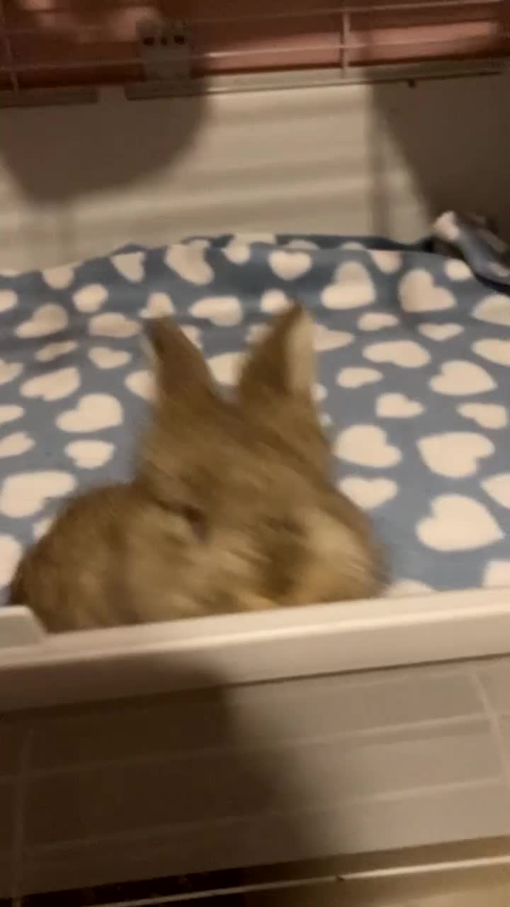 Mixed Breed rabbits for sale: 3 month old boy  - Video 1