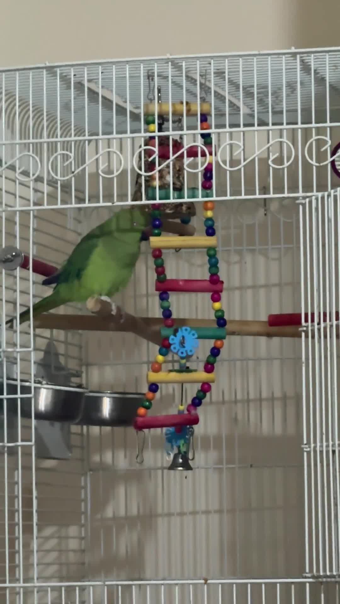 Ringnecks birds for sale: Indian ringneck - Video 1