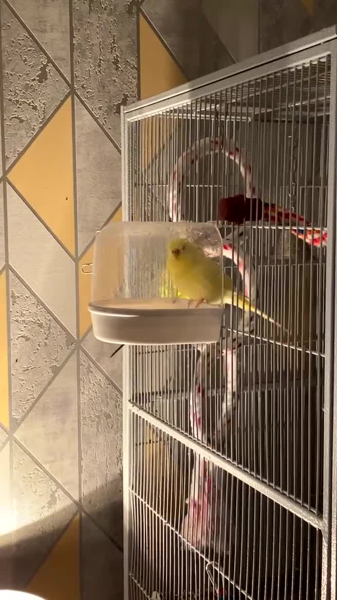 Budgerigars birds for sale: 2 adult budgies for sale  - Video 1