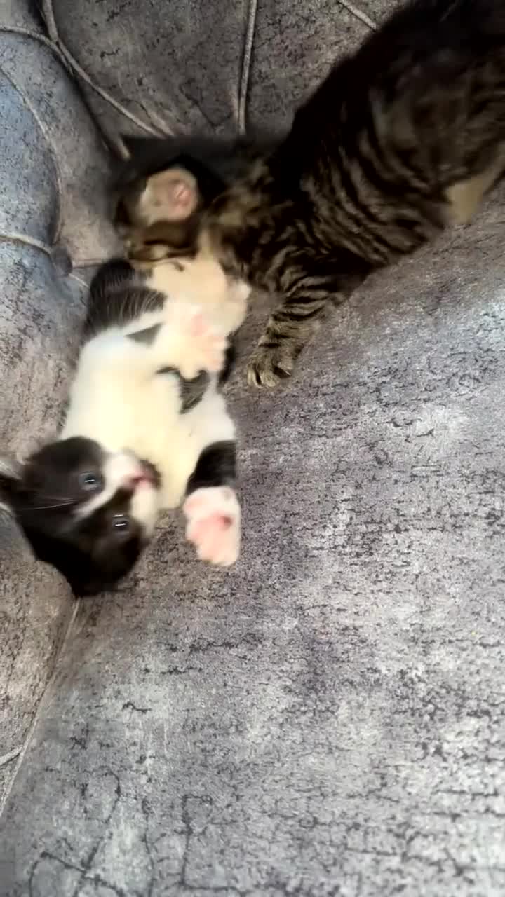 Domestic Shorthair cats for sale: Beautiful tabby and black-and-white kitten - Video 1