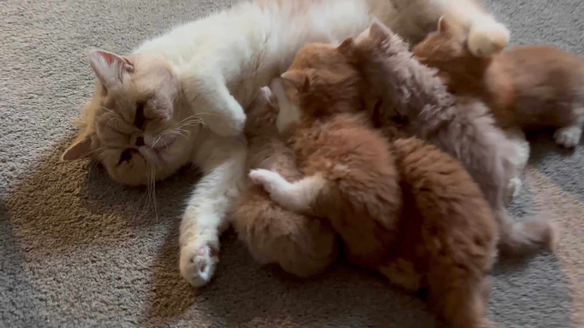 Exotic cats for sale: Stunning  - Video 1