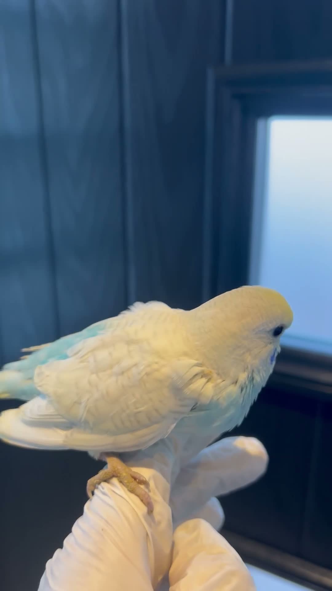 Mixed Breed birds for sale: Baby, tame, breeding birds clearance - Video 4