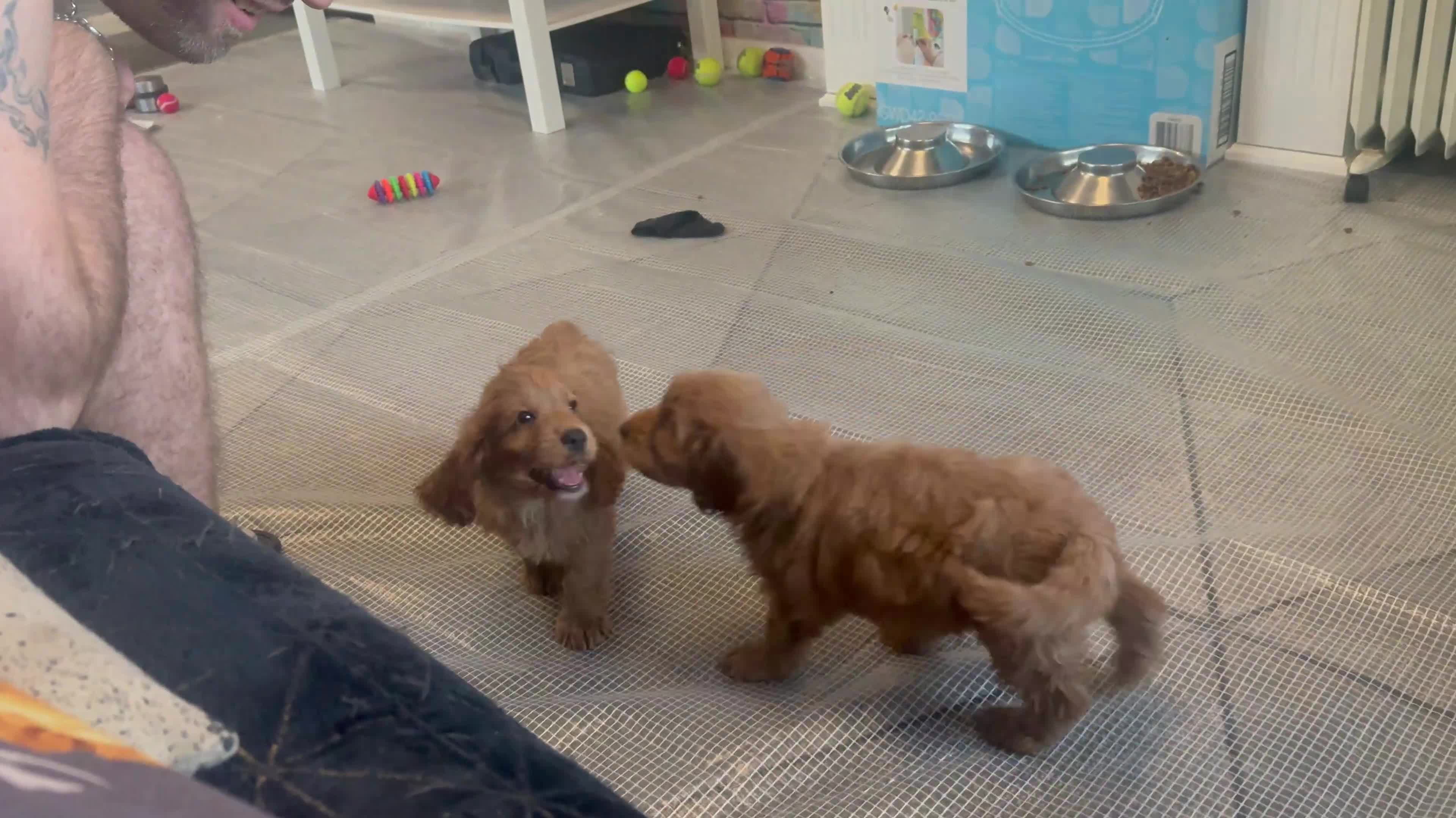 Cockapoo dogs for sale: 5 Adorable Fox Red & Apricot Cockapoo Puppies - Video 1