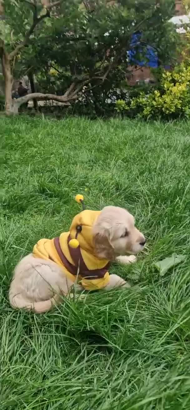 Golden Retriever dogs for sale: 💫💫💫 All puppies are reserved 💫💫💫 in Saint Helens - Video 1