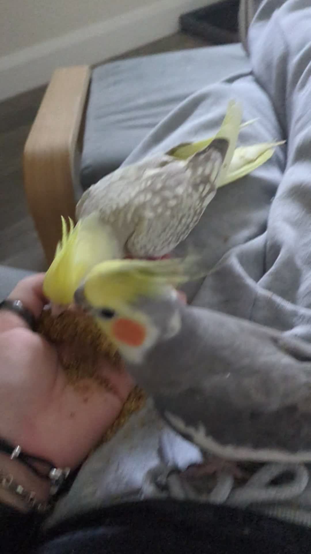 Cockatiels birds for sale: Bonded male and female cockatiel - Video 1