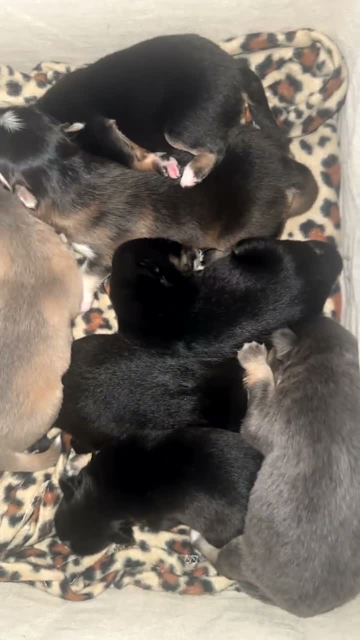 Pomsky dogs for sale: Beautiful Pomsky Puppies–Fluff & Frost pomskies 🐶 - Video 3