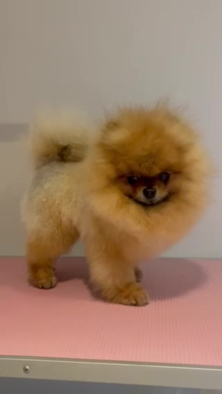 Pomeranian dogs for stud: KC Orange russian import stud Rio 🇷🇺🍊🧡🔥🐻🐾 in Guildford - Video 2