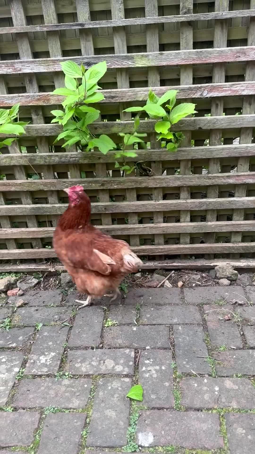 Chickens poultry for sale: Ex-battery hens and accessories for sale/adoption in Liphook - Video 1