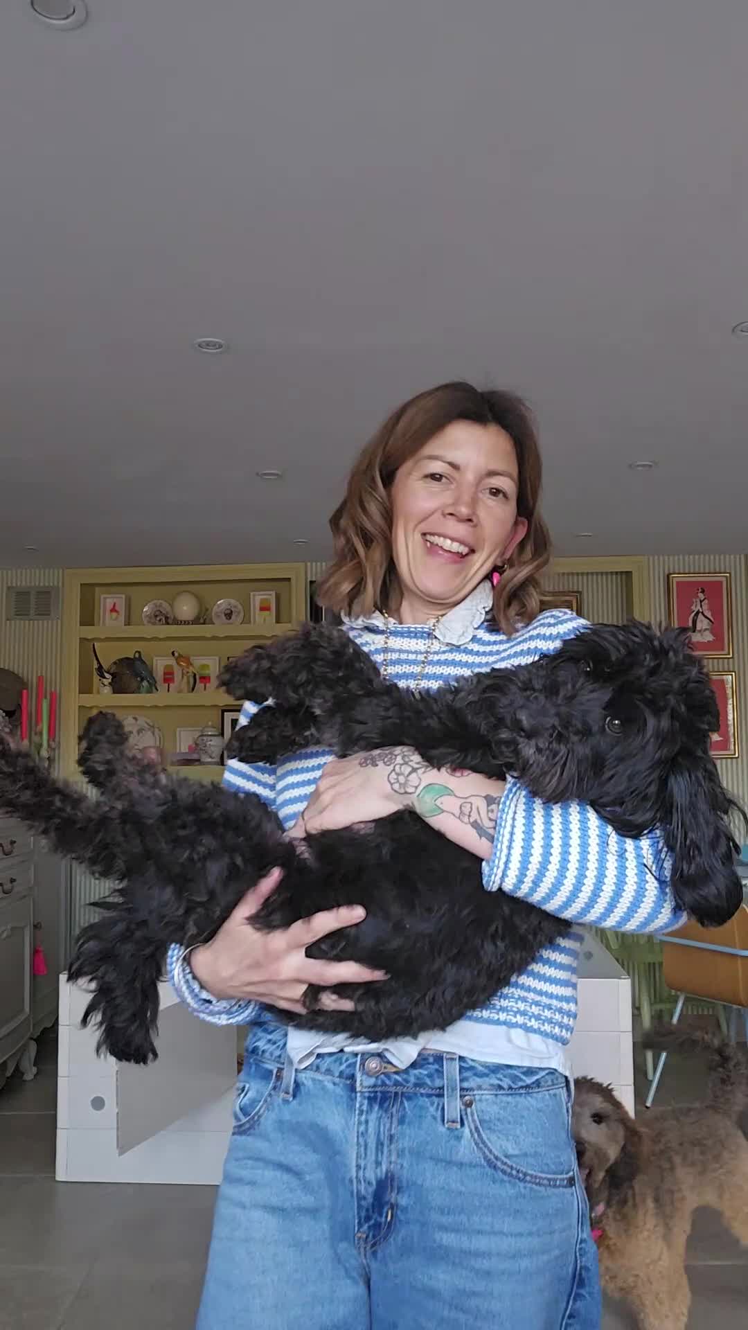 Labradoodle dogs for sale:  Australian labradoodles miniature  - Video 1