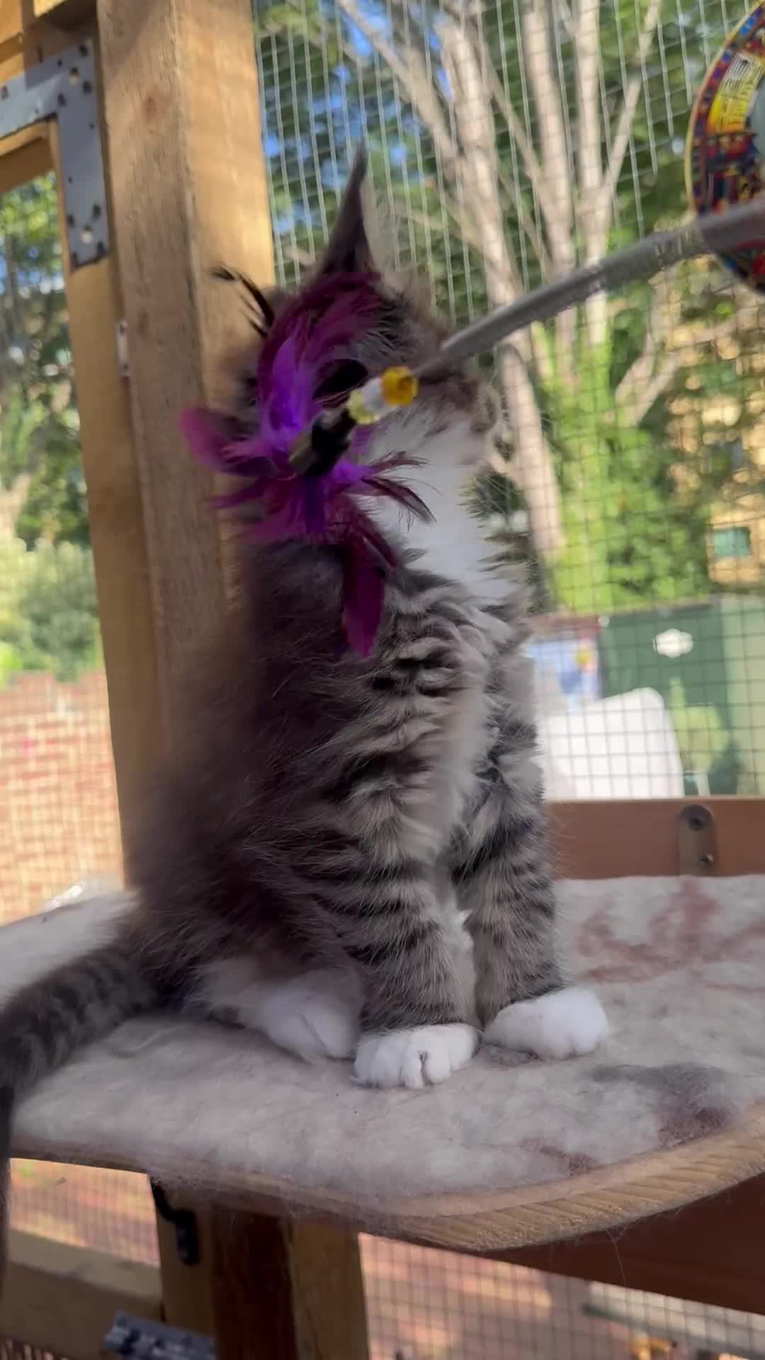 Maine Coon cats for sale: Champions- Bloodline Purebred Maine Coon Kittens  - Video 1