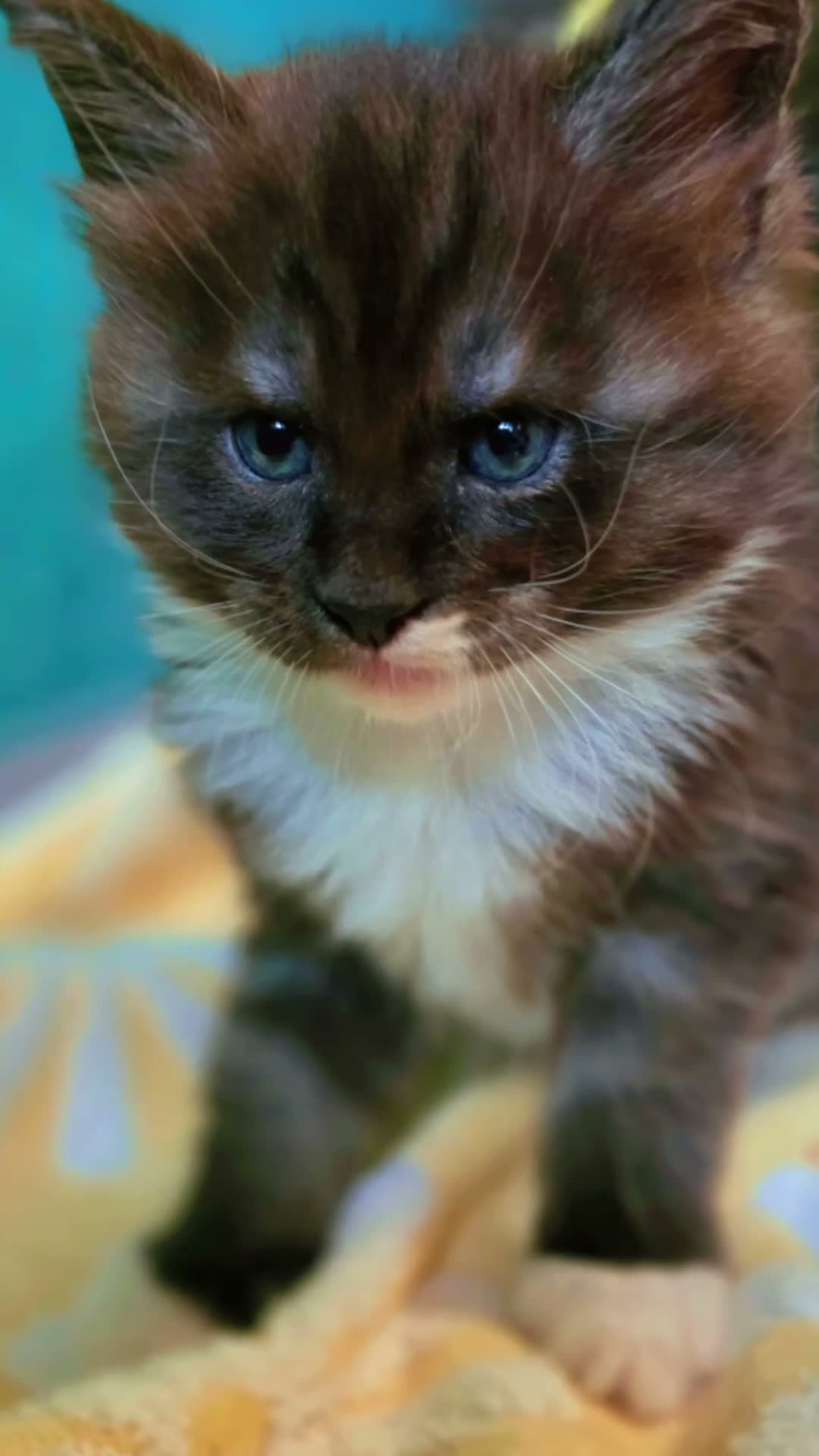 Maine Coon cats for sale: Maine Coon beauty,  Pure Pedegree  - Video 3