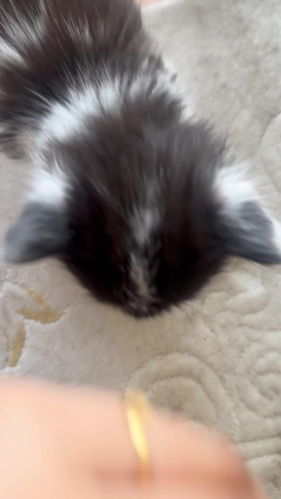 Ragdoll cats for sale: Beautiful ragdoll x British long hair kittens sale - Video 1