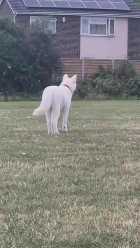 Akita dogs for sale: Samoyed Akita  in Chelmsford - Video 3