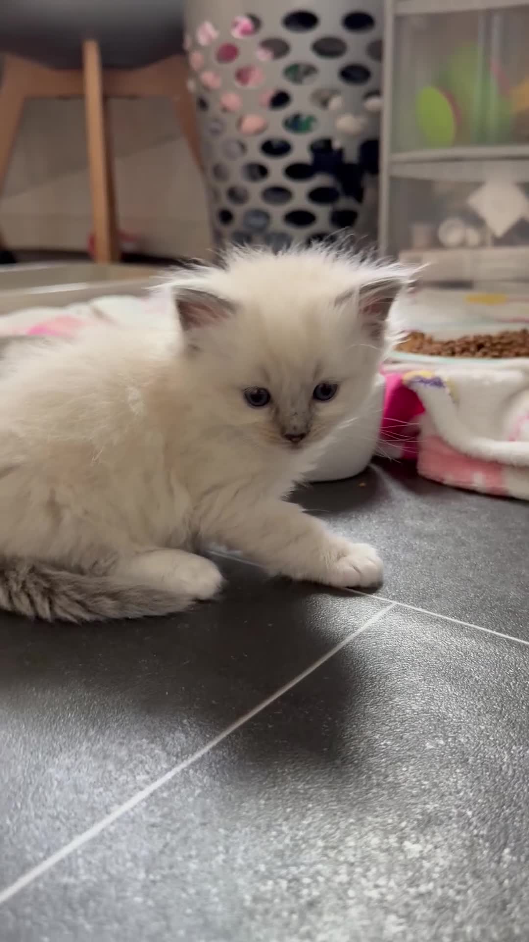 Ragdoll cats for sale:     Stunning Ragdoll Kittens - Video 3