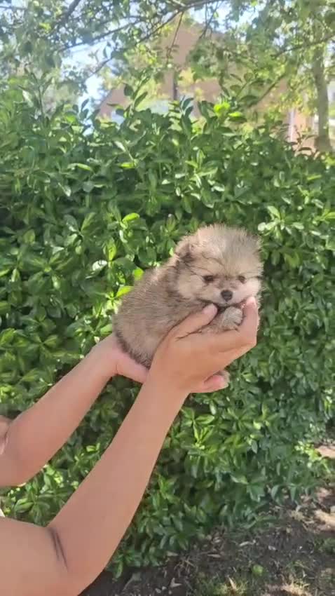 Pomeranian dogs for sale: Show class potential Pomeranians  - Video 2