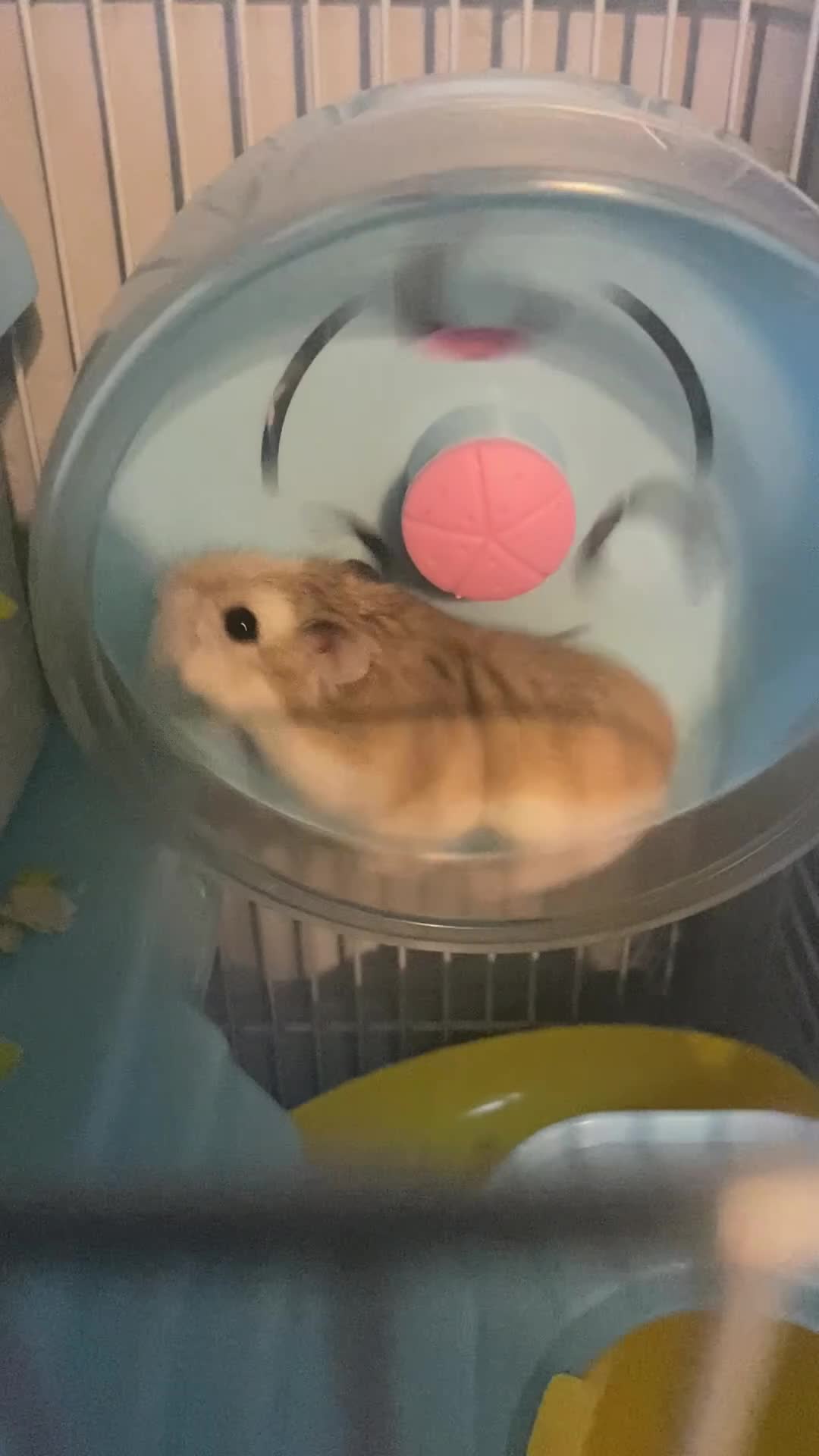 Hamster rodents for sale: China dwarf hamster in Motherwell - Video 1
