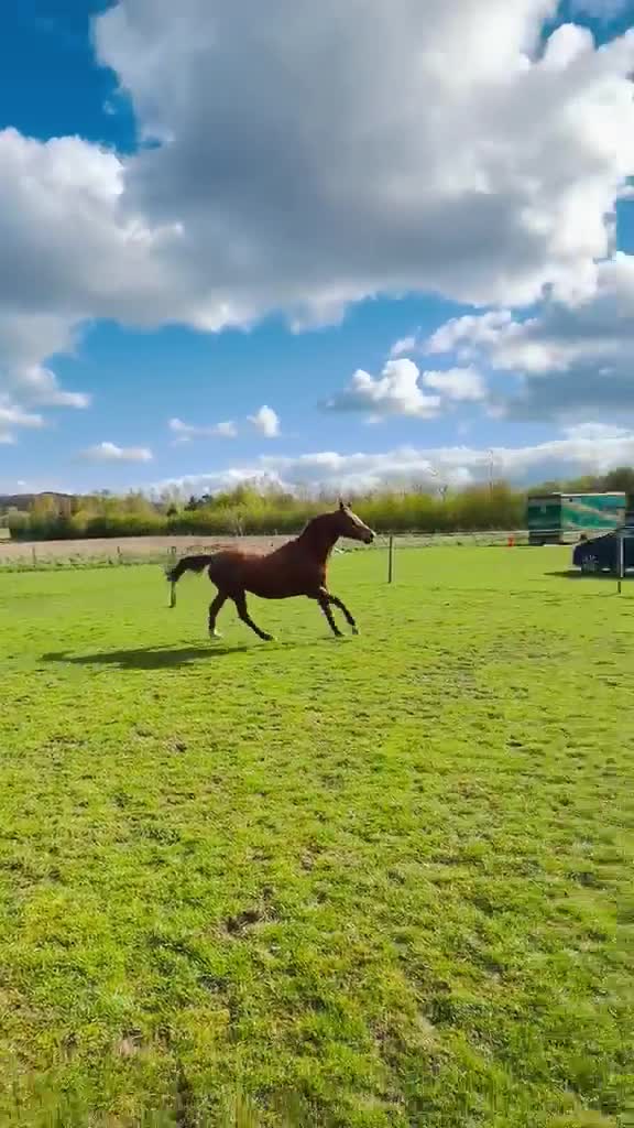 Belgian Warmblood horses for sale:  BROODMARE ONLY – NOT FOR RIDING – 9yo 15.2hh  - Video 1