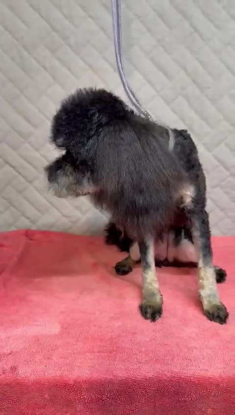 Miniature Poodle dogs for adoption: Lucy: The Little Poodle  - Video 1