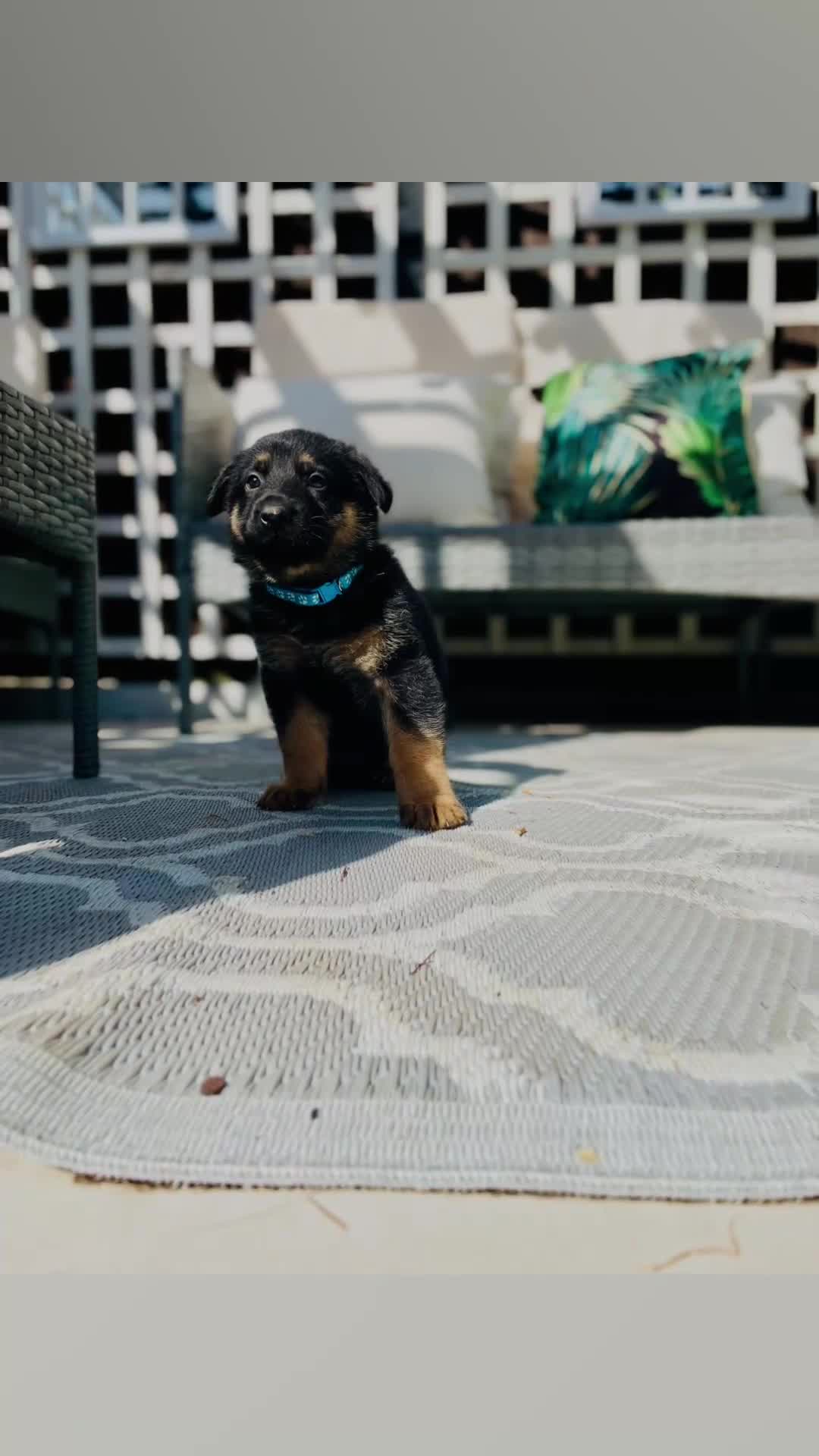 German Shepherd dogs for sale: Pedigree Club documents german shepherds puppies - Video 2