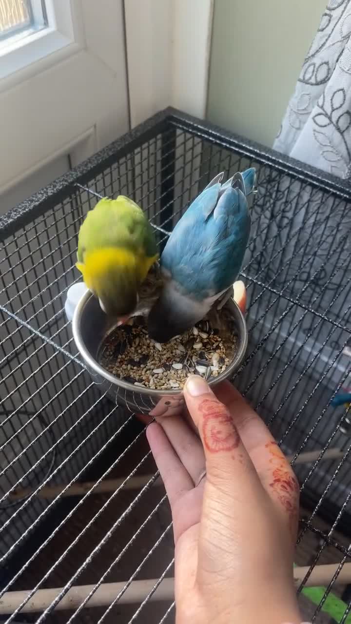 Lovebirds birds for sale: male and female semi tamed love birds - Video 2