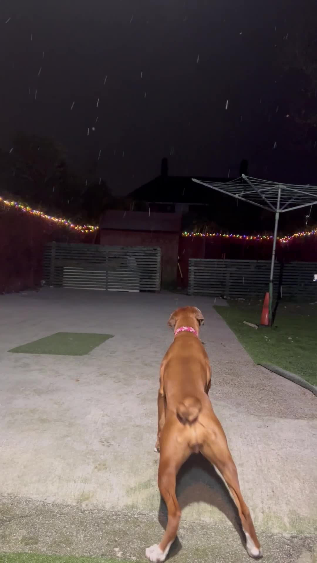 Boxer dogs for sale: KC Lovely girl - Video 1