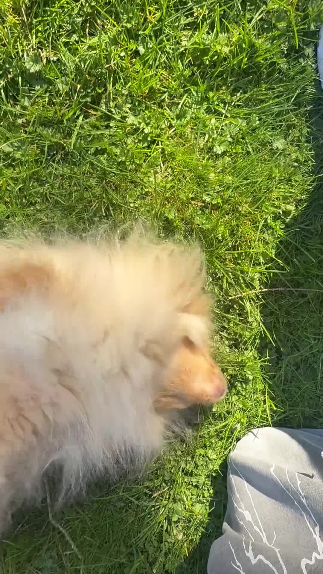 Pomeranian dogs for sale: Beautiful Boy Pomeranian For Reluctant Sale  in Hatfield - Video 1