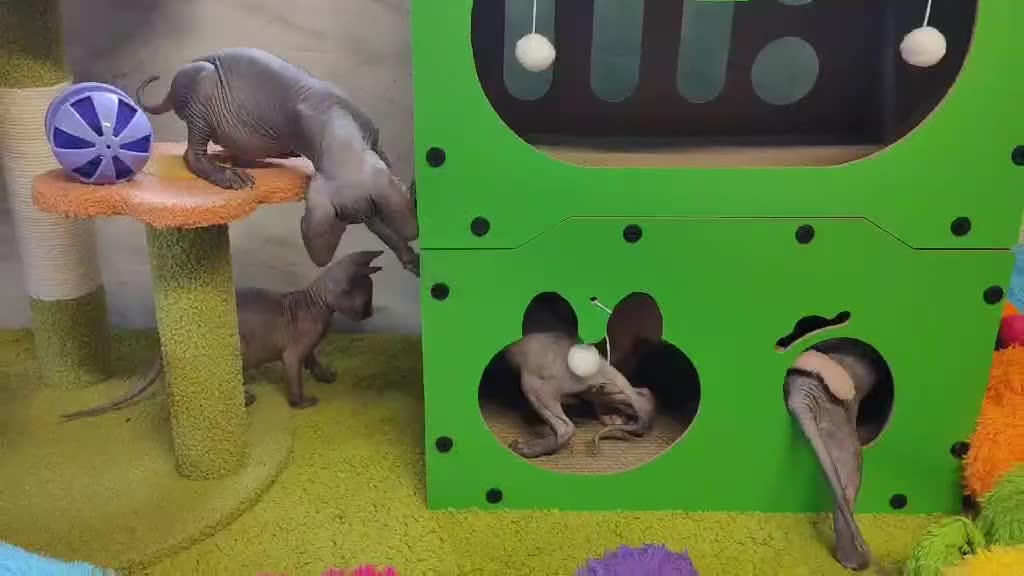 Sphynx cats for sale: Canadian Sphynx TICA REGISTERED. - Video 1