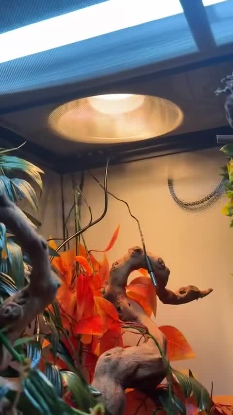 Chameleon reptiles for sale: Panther chameleon and full set up  - Video 2