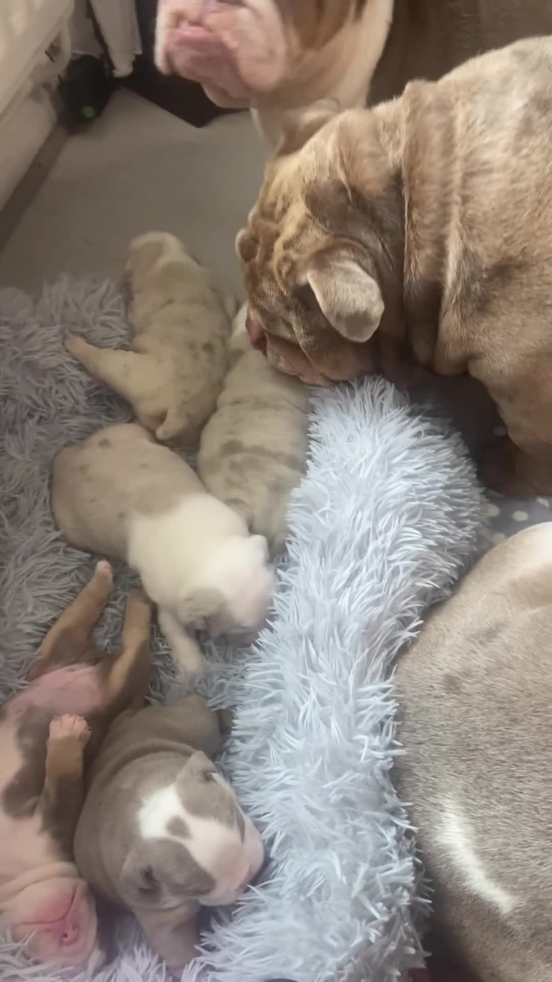 English Bulldog dogs for sale: The most beautiful bulldogs in manny - Video 2