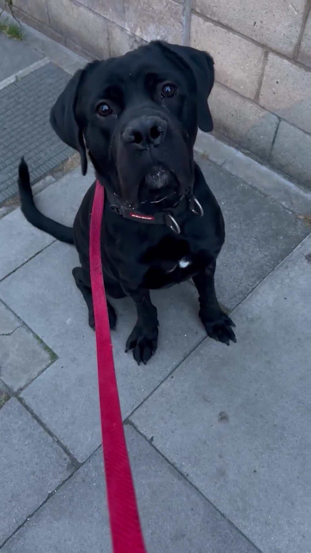 Cane Corso dogs for sale: Beautiful black cane corso - Video 1