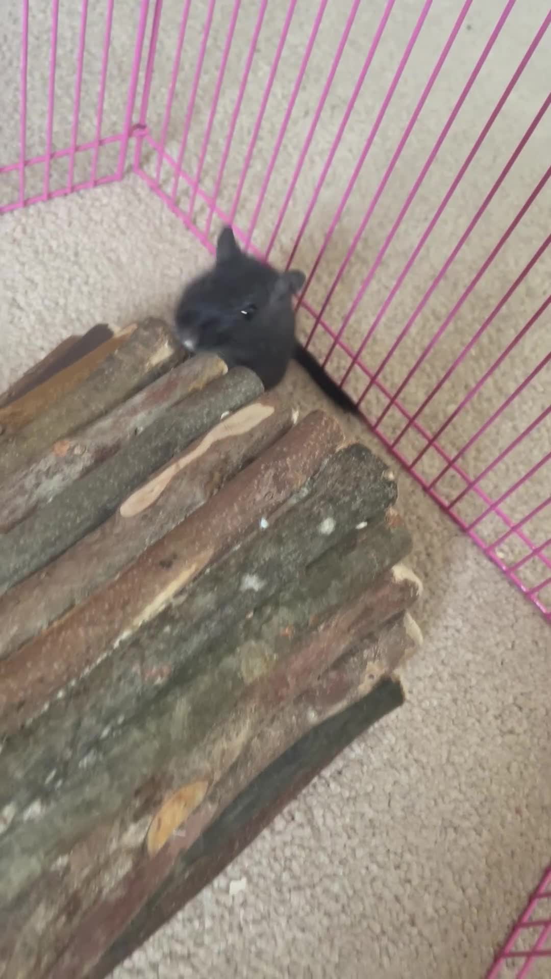 Gerbil rodents for sale: Whiskey and Bourbon male gerbils + set up/supplies - Video 1