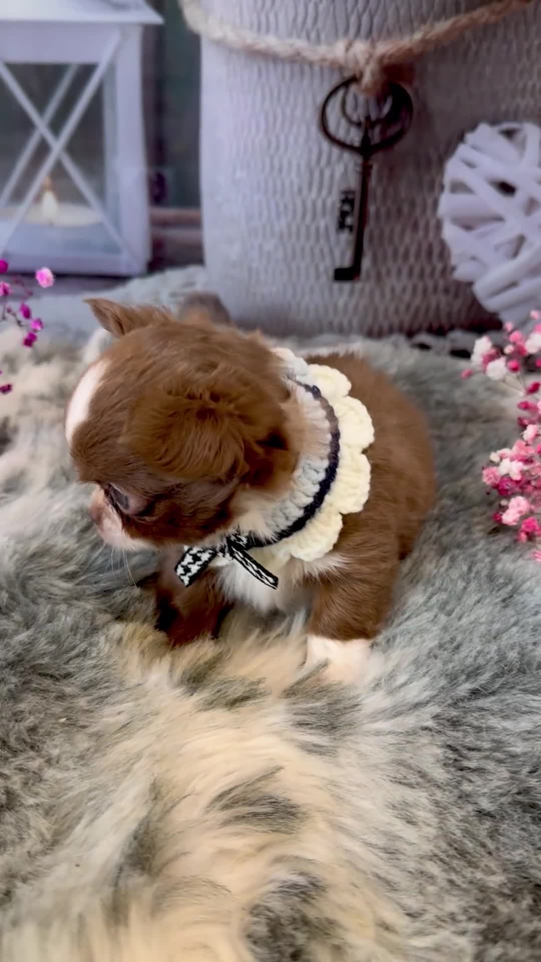 Chihuahua dogs for sale: 🤎💛Exquisite KC LC Chihuahuas🤎💛  - Video 2