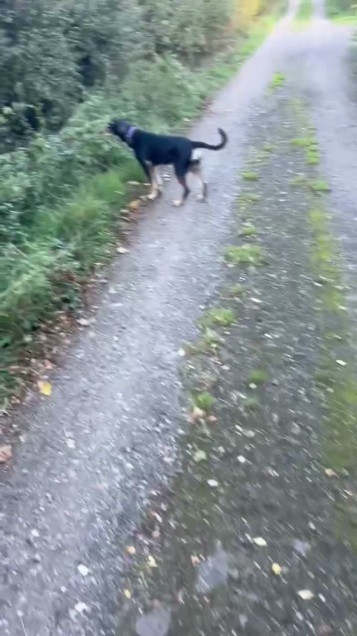 Mixed Breed dogs for sale: FREE Huntaway Girl Dog 6 1/2 months old - Video 1