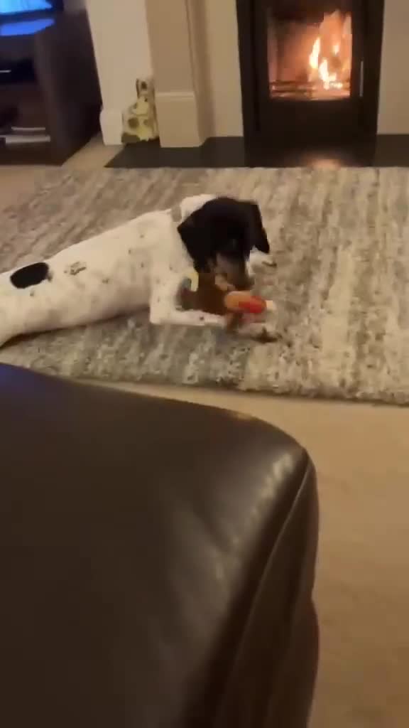 Mixed Breed dogs for adoption: Betty – 3 years old, female, Mixed Breed   - Video 2