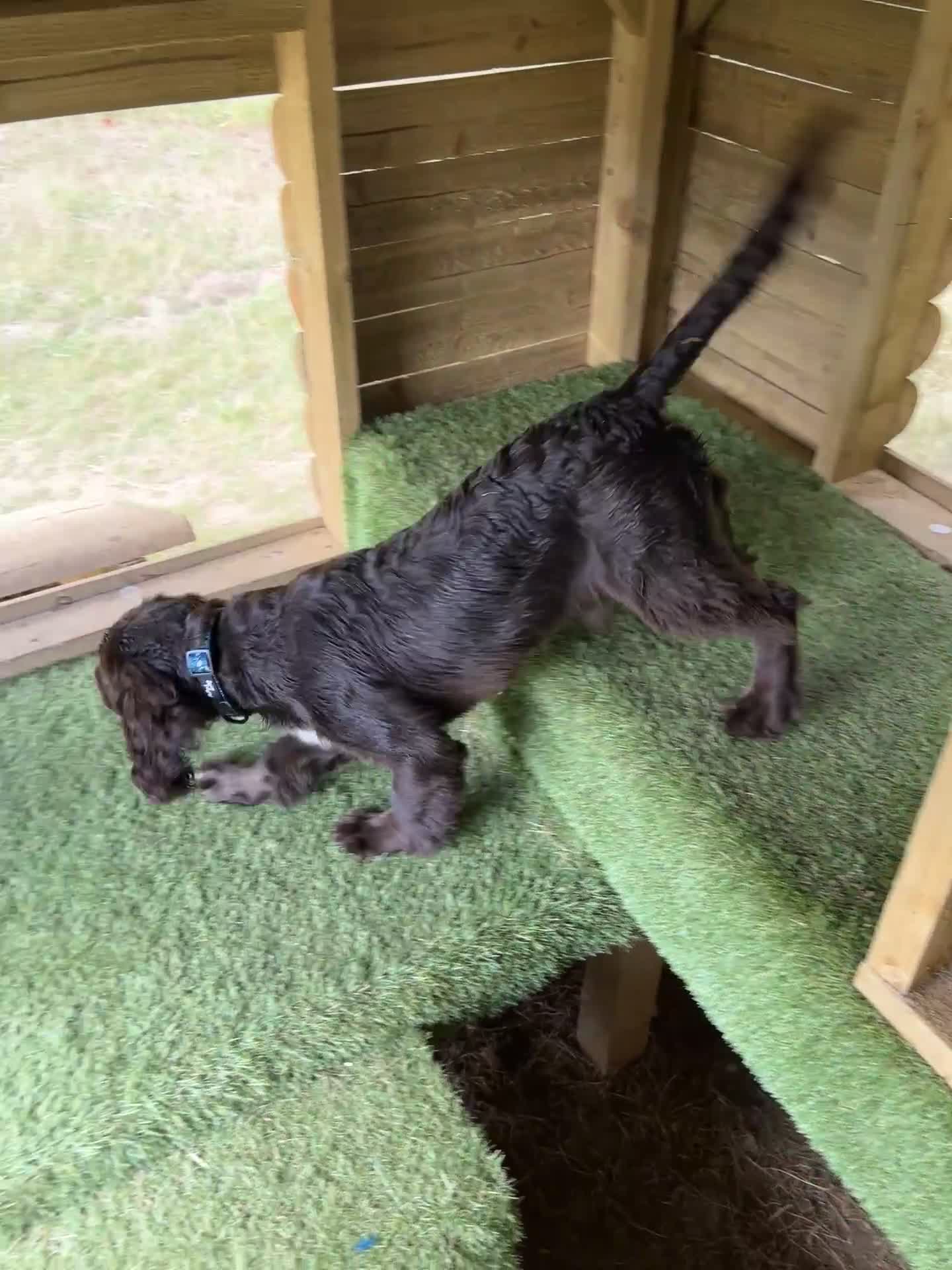 Cocker Spaniel dogs for sale: Rehoming our Cocker Spaniel! - Video 1