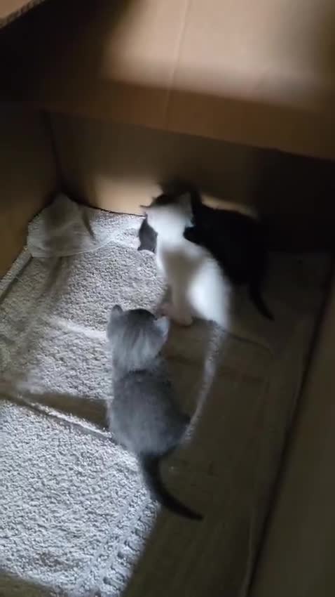 Turkish Angora cats for sale: Turkish Angora kittens - Video 2